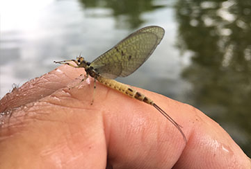 Techniques de pêche à la mouche sèche nymphe